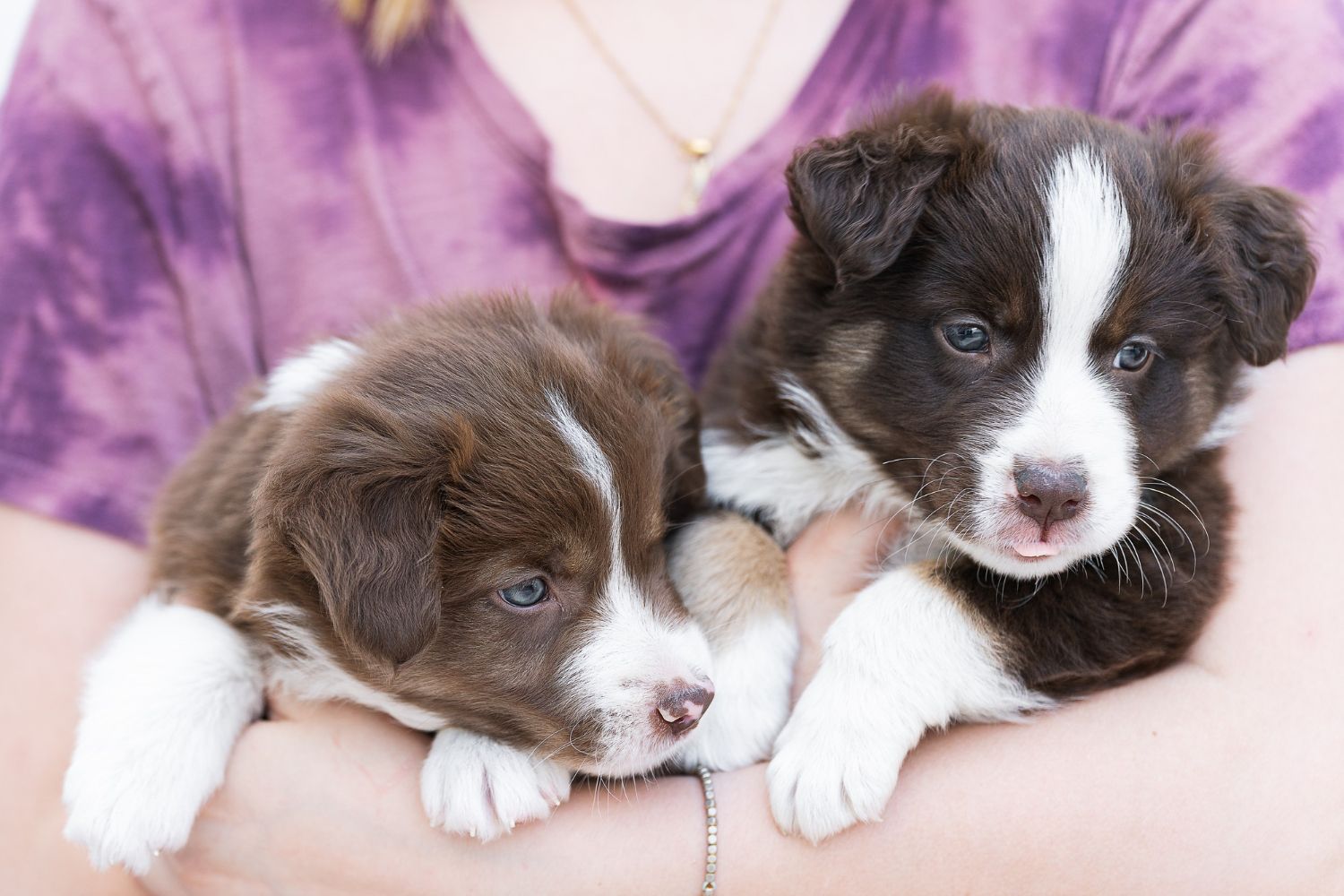Two brown and white puppies held by a person wearing a purple shirt.