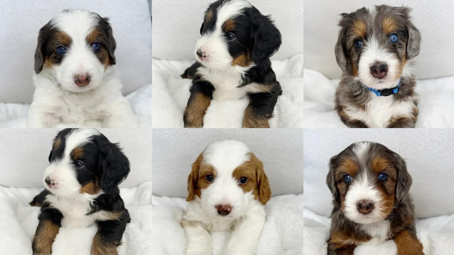puppies