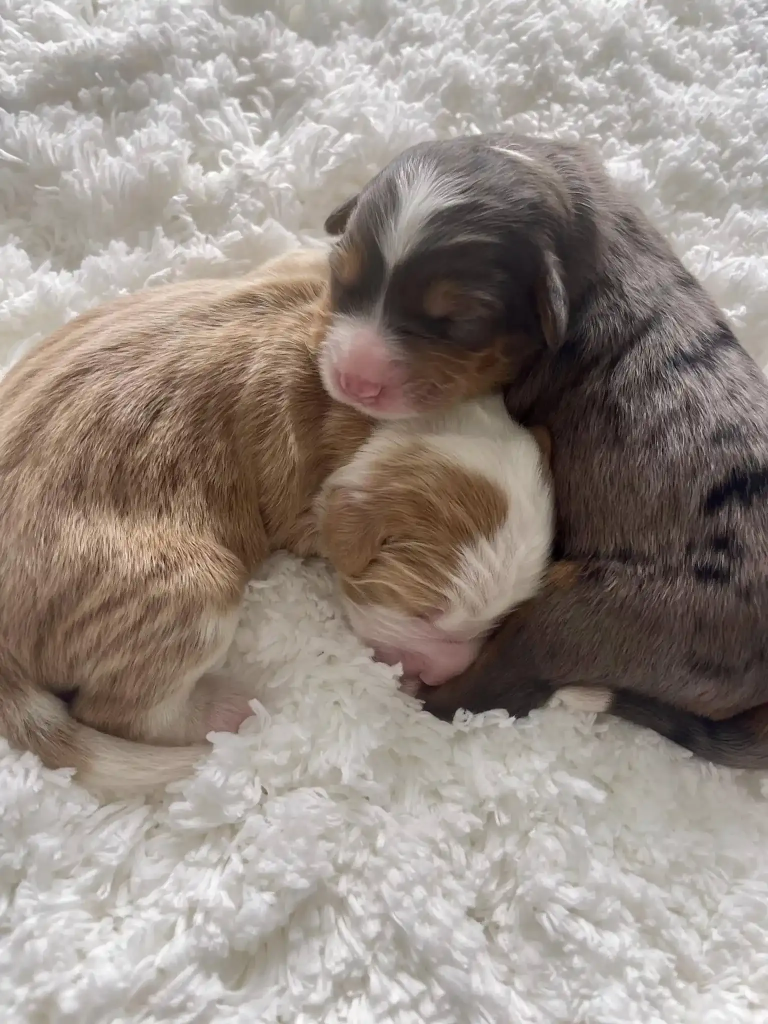 Two newborn puppies cuddling on a white fluffy blanket; one is tan, the other is grey with spots.
