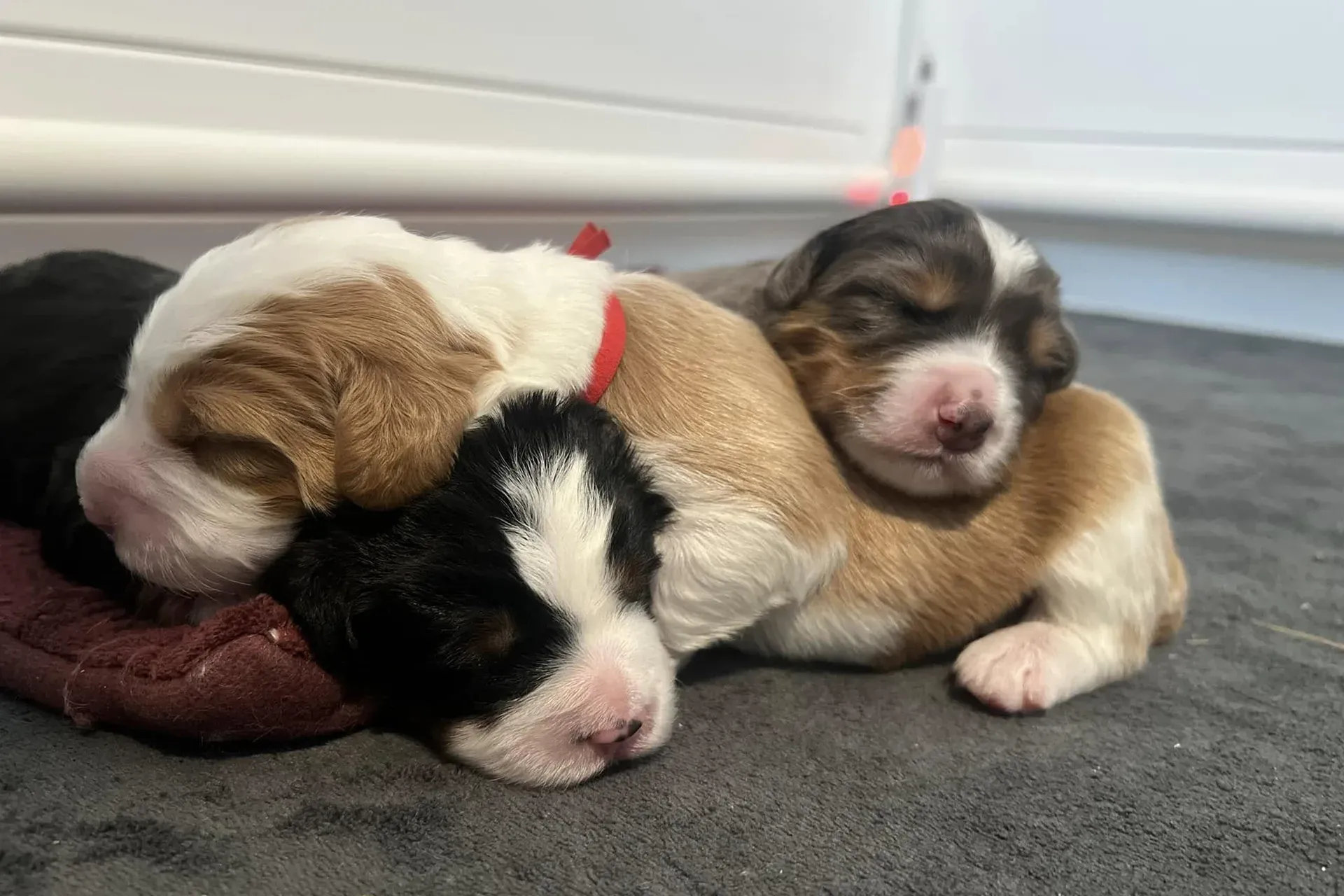 A bernese mountain dog puppy is laying on a fluffy blanket.