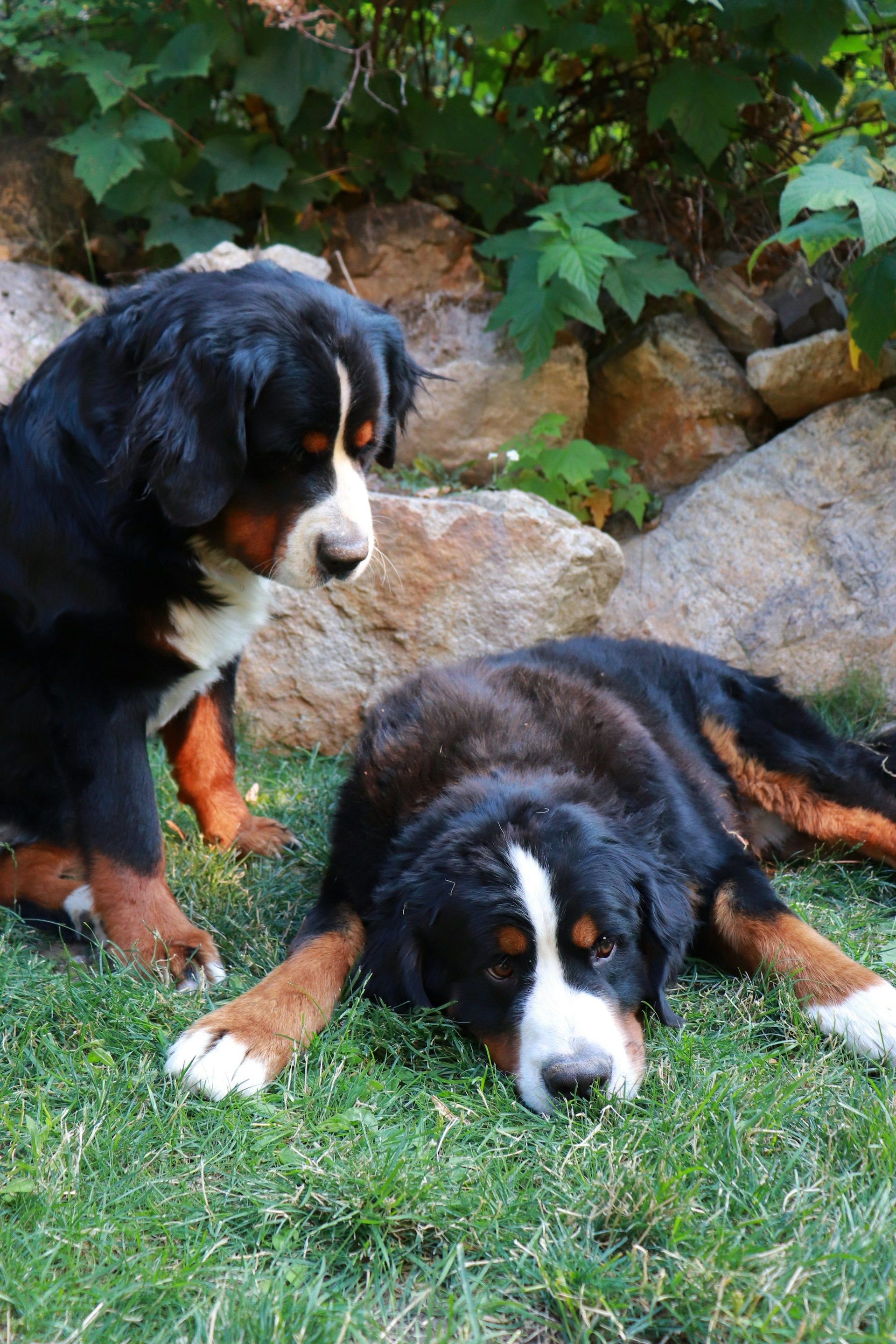 Two Bernese mountain dogs on grass, one sitting, the other lying down, looking relaxed.