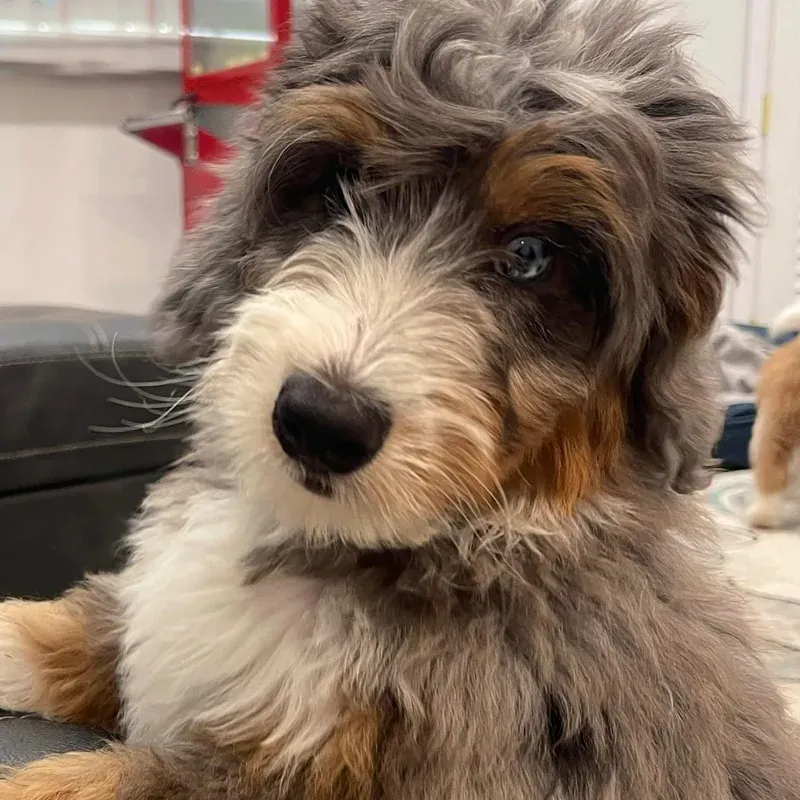 A close up of a fluffy dog looking at the camera.