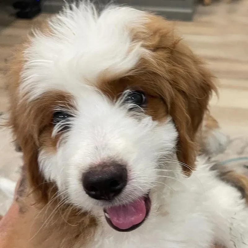 A close up of a brown and white puppy with its tongue out.