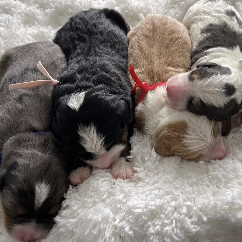 A group of puppies are sleeping on a white blanket.
