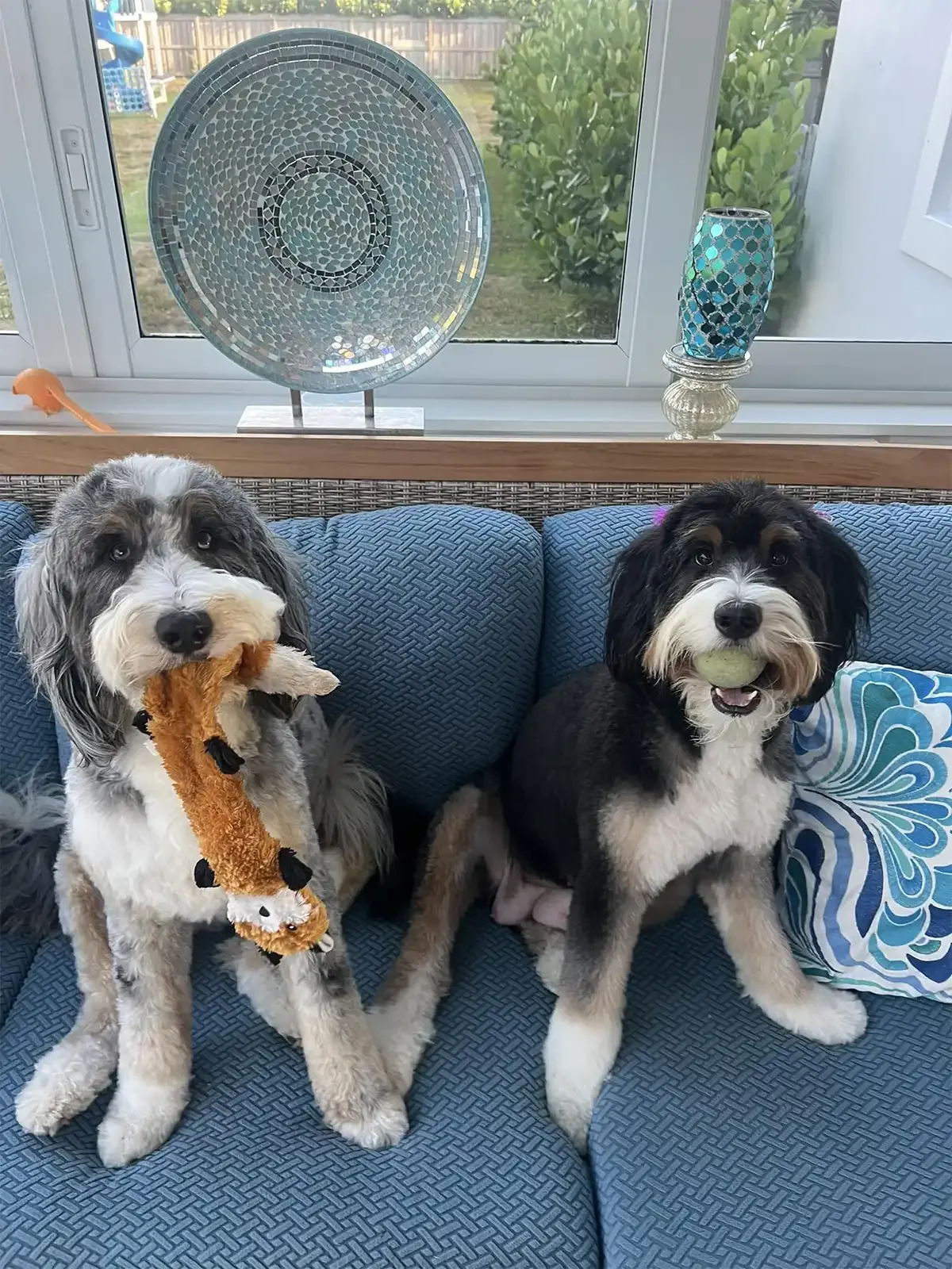 Two dogs are sitting on a blue couch holding toys.