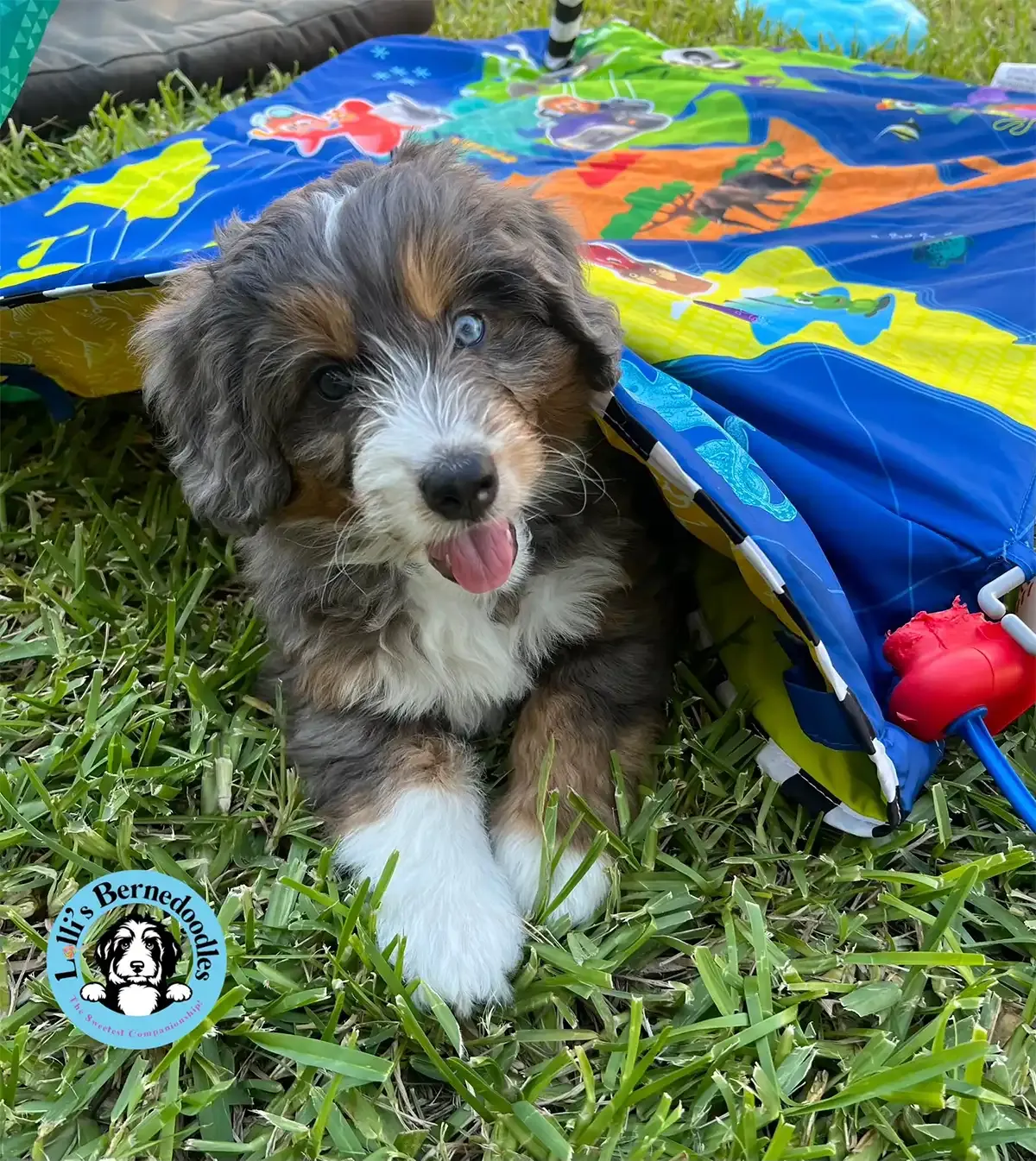 A puppy is laying under an umbrella in the grass.