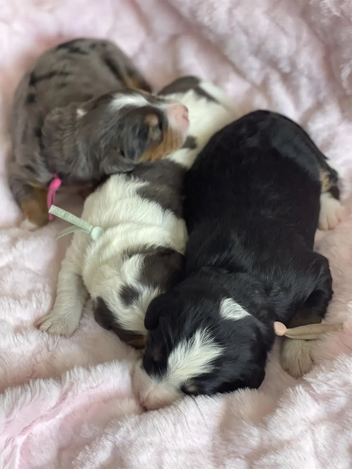 Three puppies are sleeping on a pink blanket.