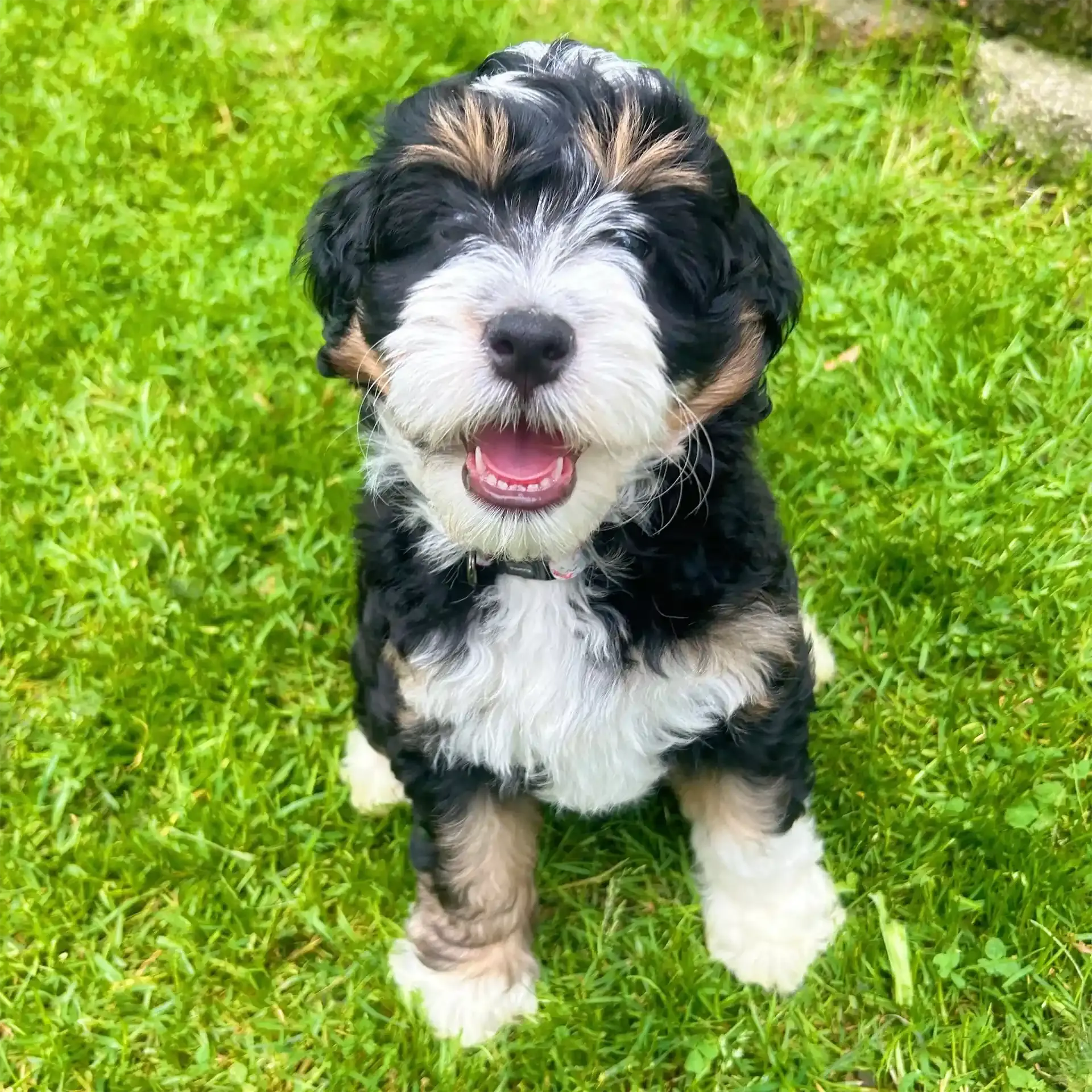 A black and white puppy is sitting in the grass with its mouth open.