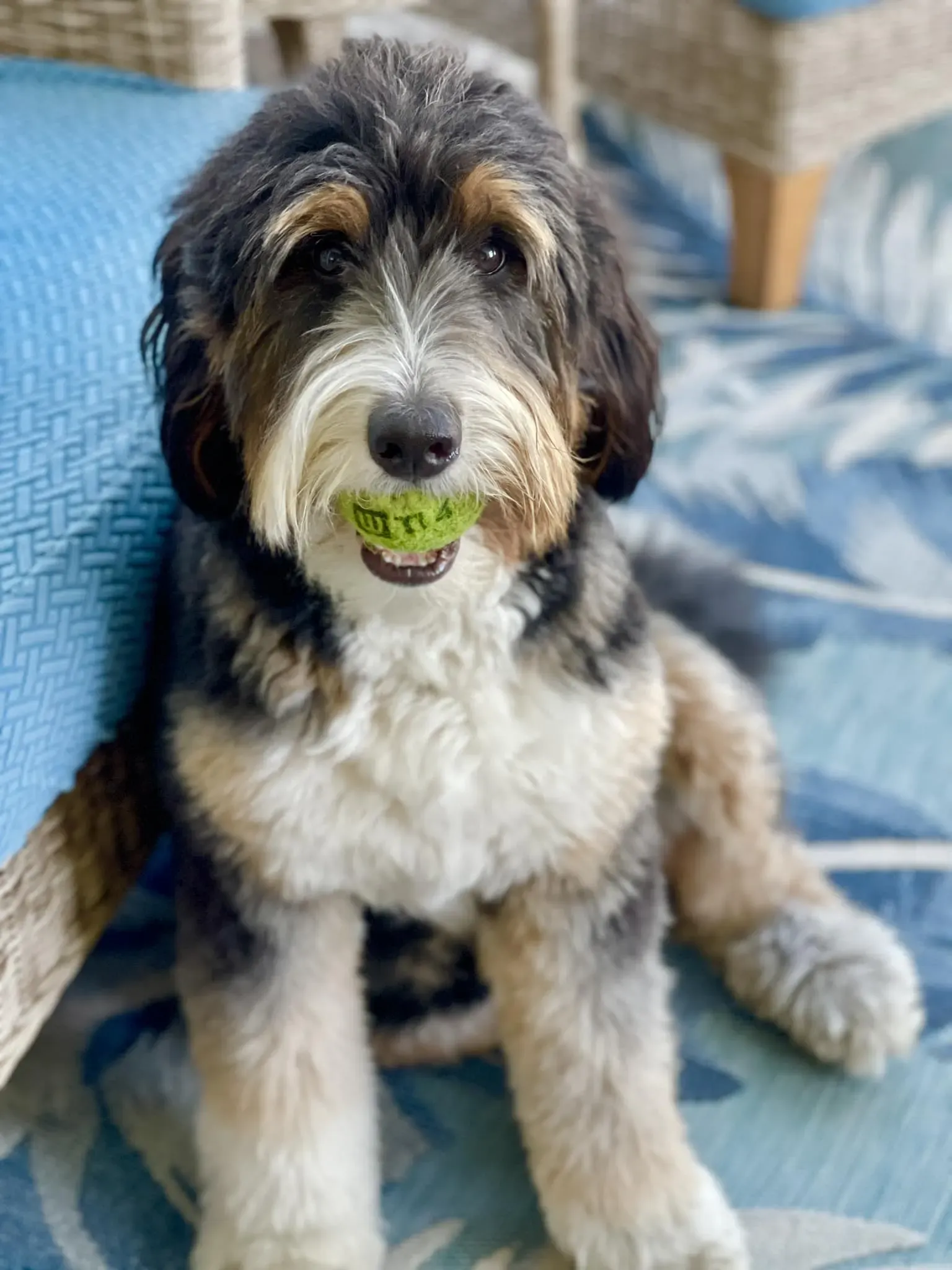 A dog is sitting on a rug with a tennis ball in its mouth.