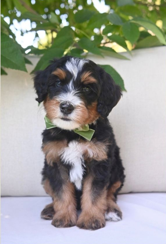 Archie