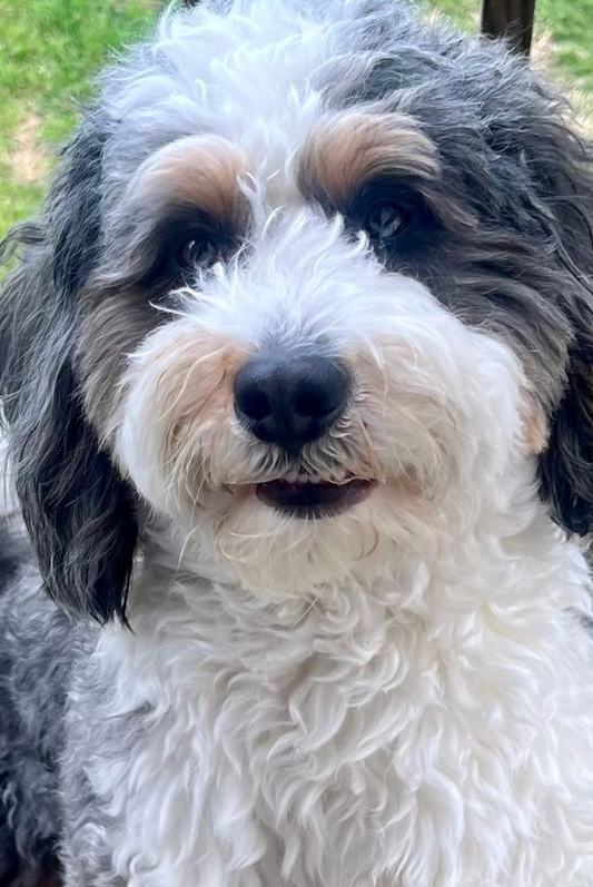 Archie
