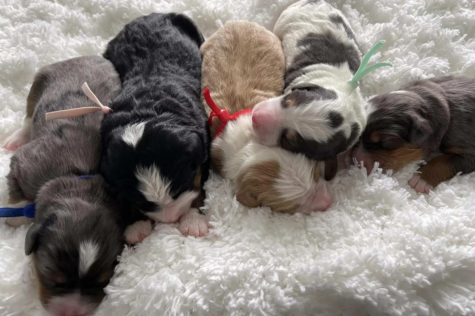 a puppy on a fluffy blanket