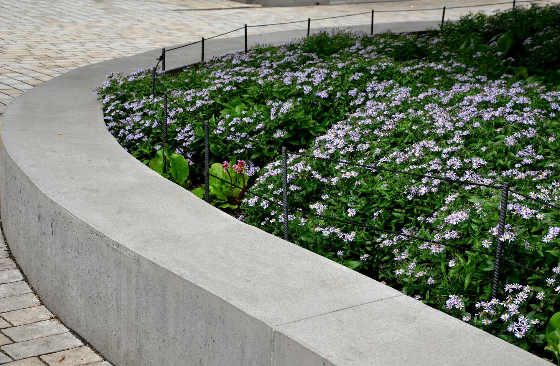 Curved concrete planter filled with light purple flowering plants — Bampak In Coolum Beach QLD