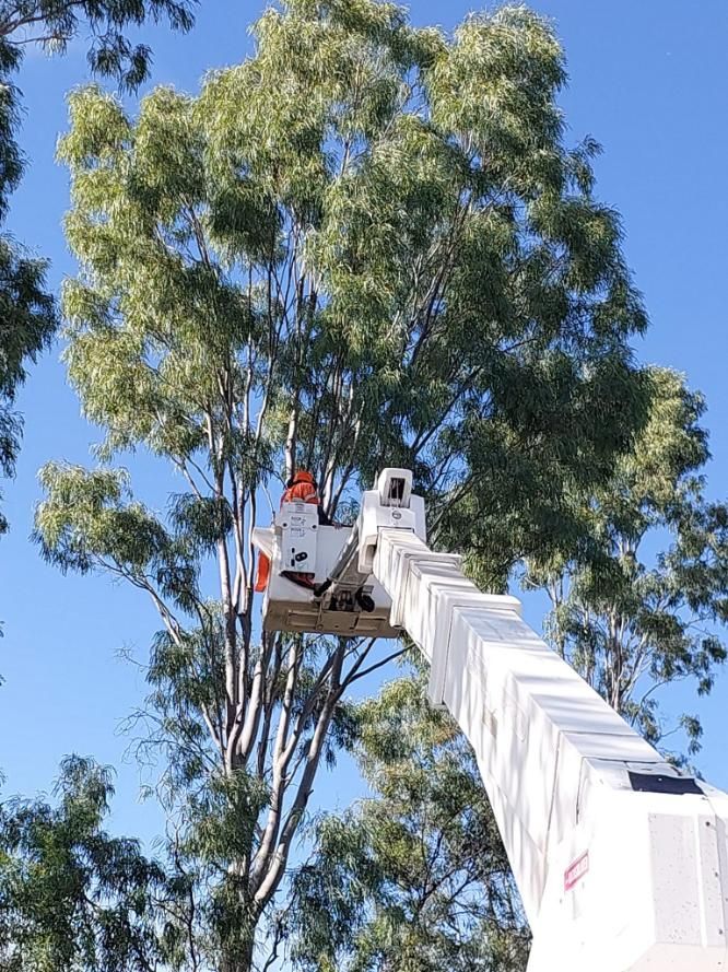 Tree Services in Emerald | Emerald Tree Services