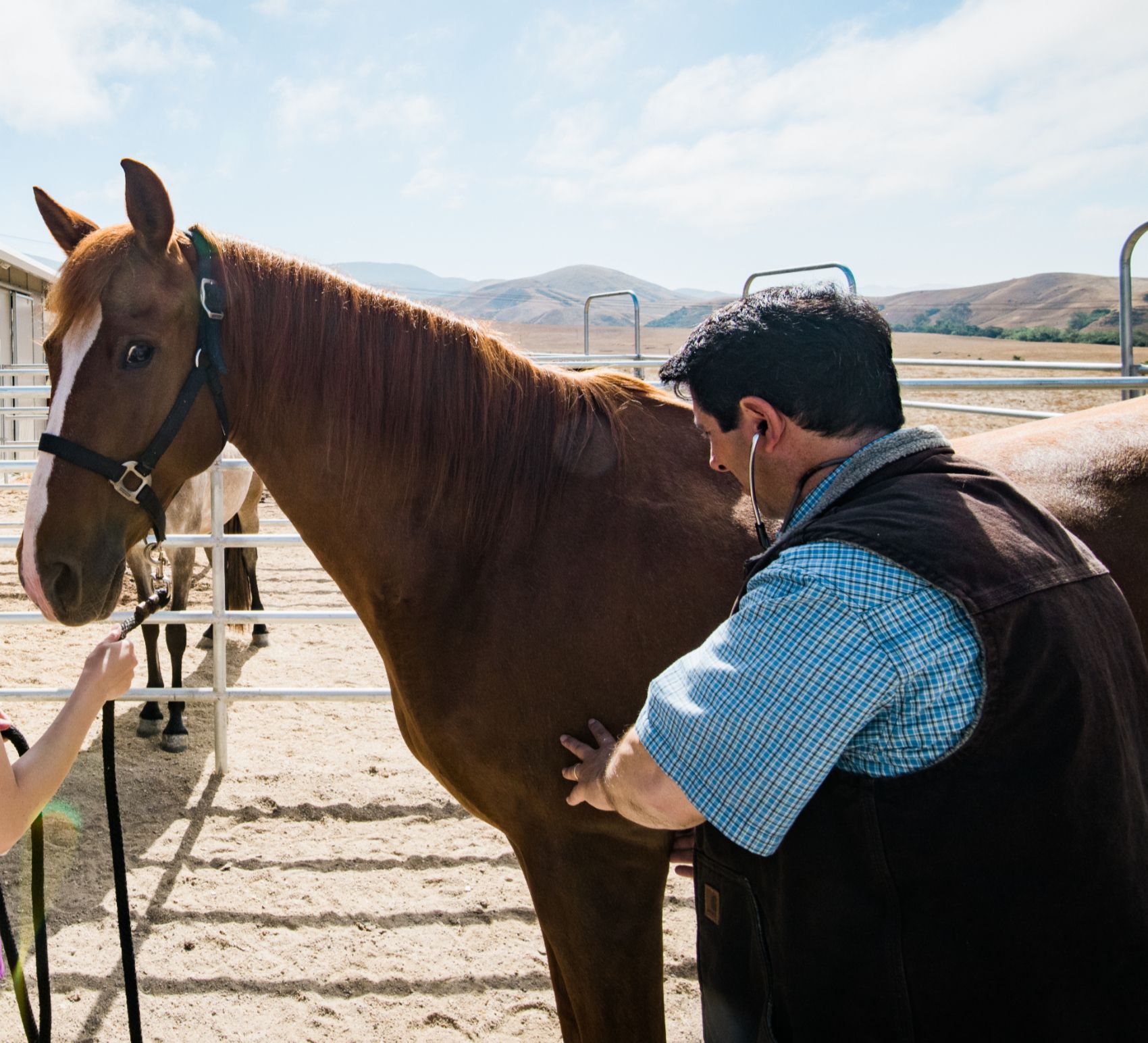 Man in a black vest standing beside a brown horse in a sunny paddock, with a hand reaching in from the left
