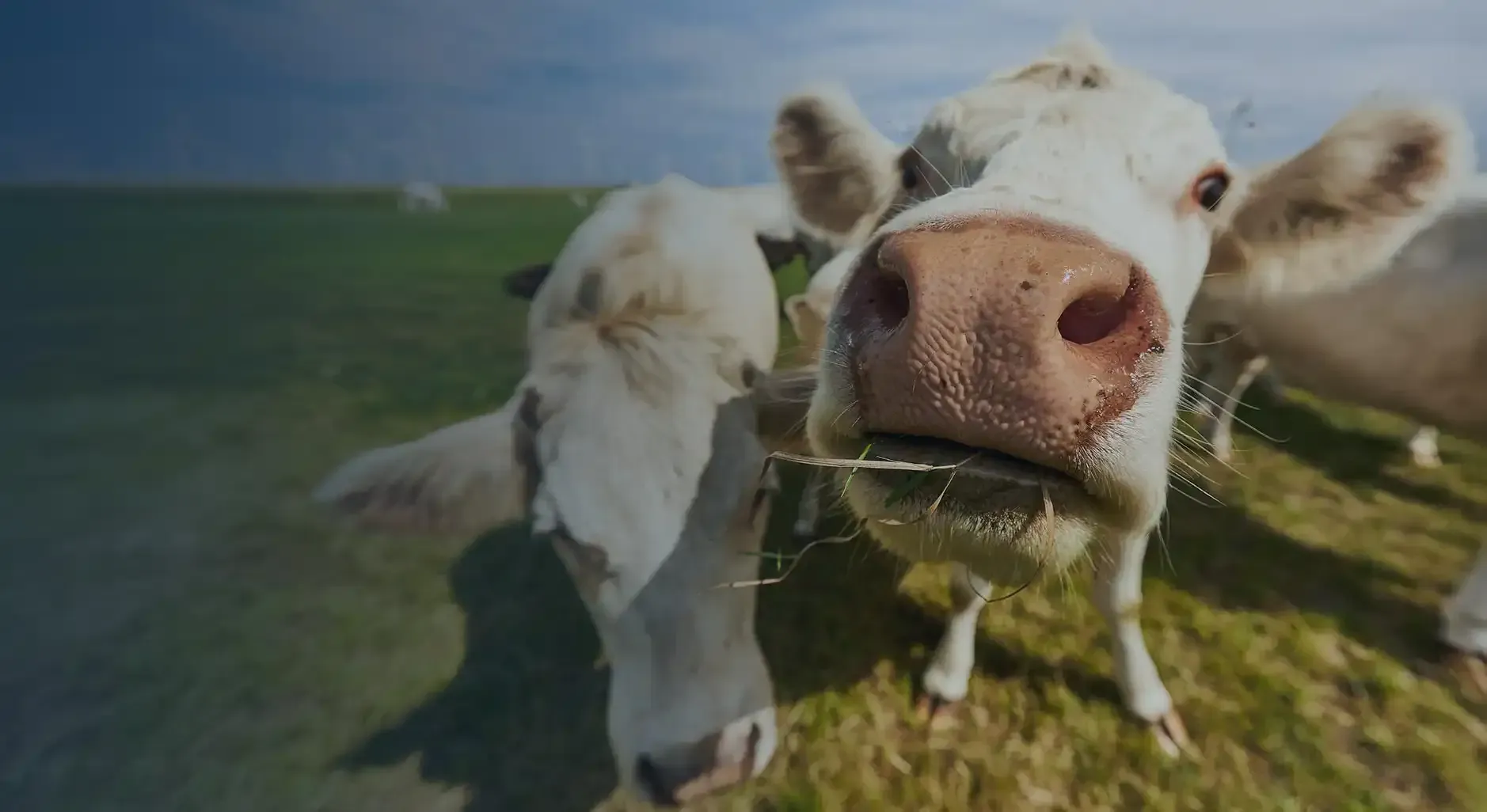 Curious cows grazing in a green pasture, one brown-and-white cow close to the camera with a wet nose.