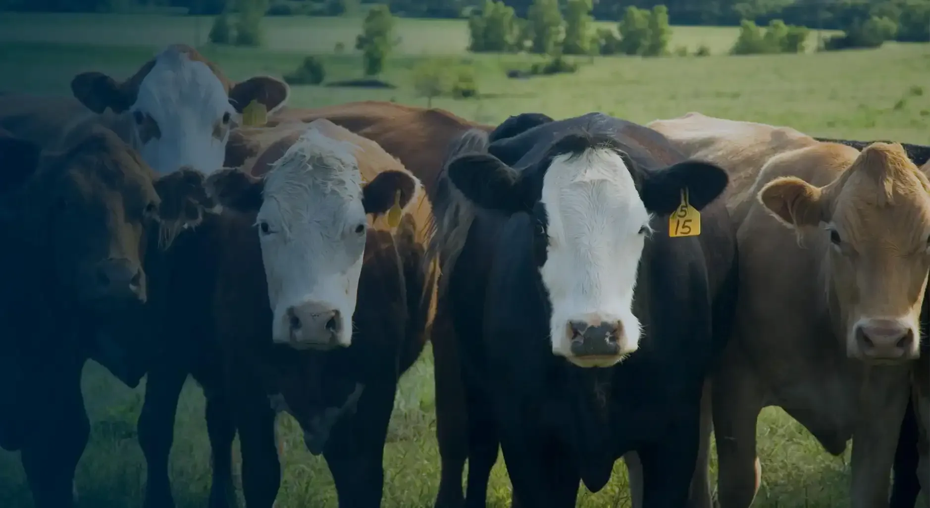 Five cows standing in a grassy field, facing the camera.