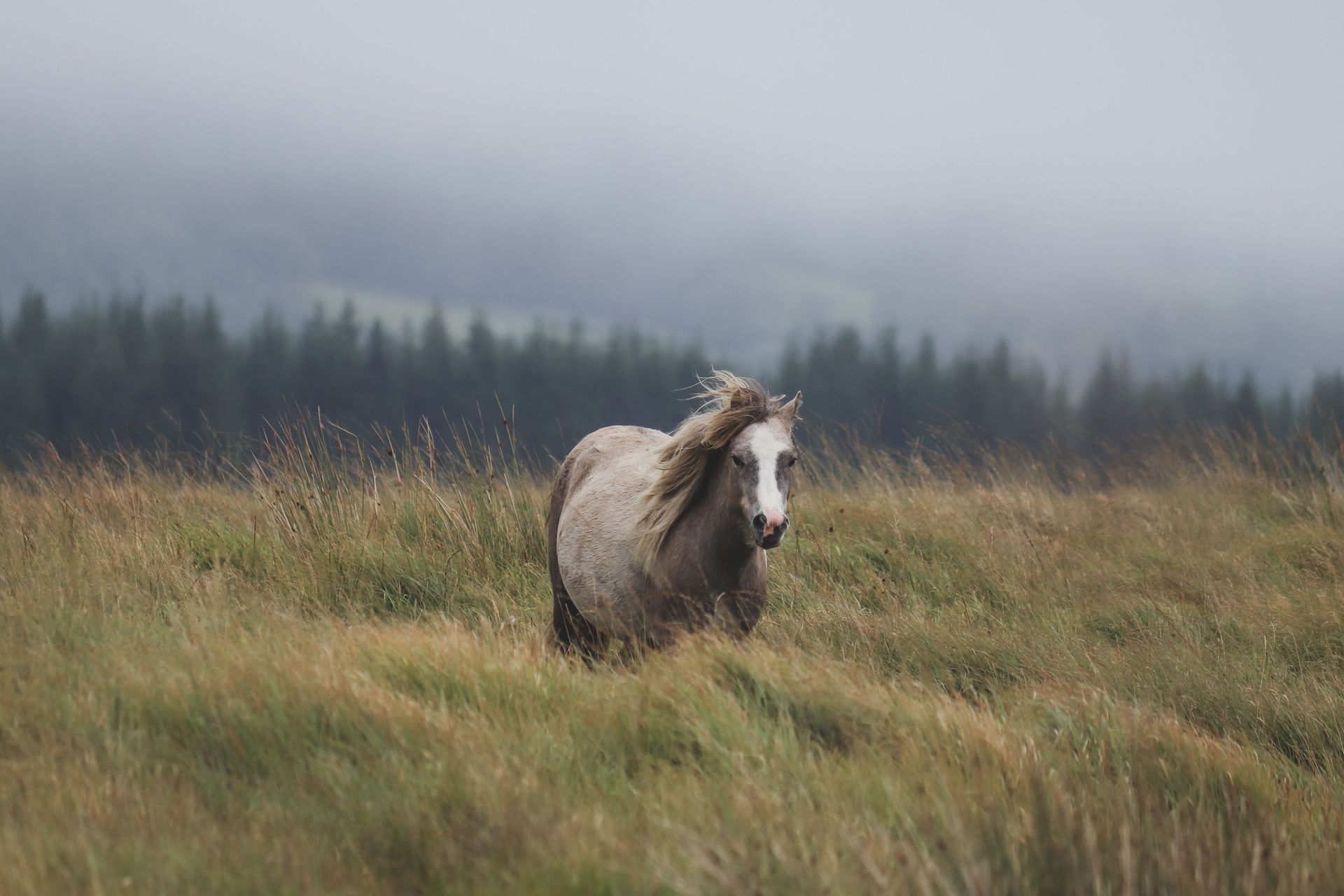 Brown horse standing in tall grass under a cloudy sky, with a forest in the distance