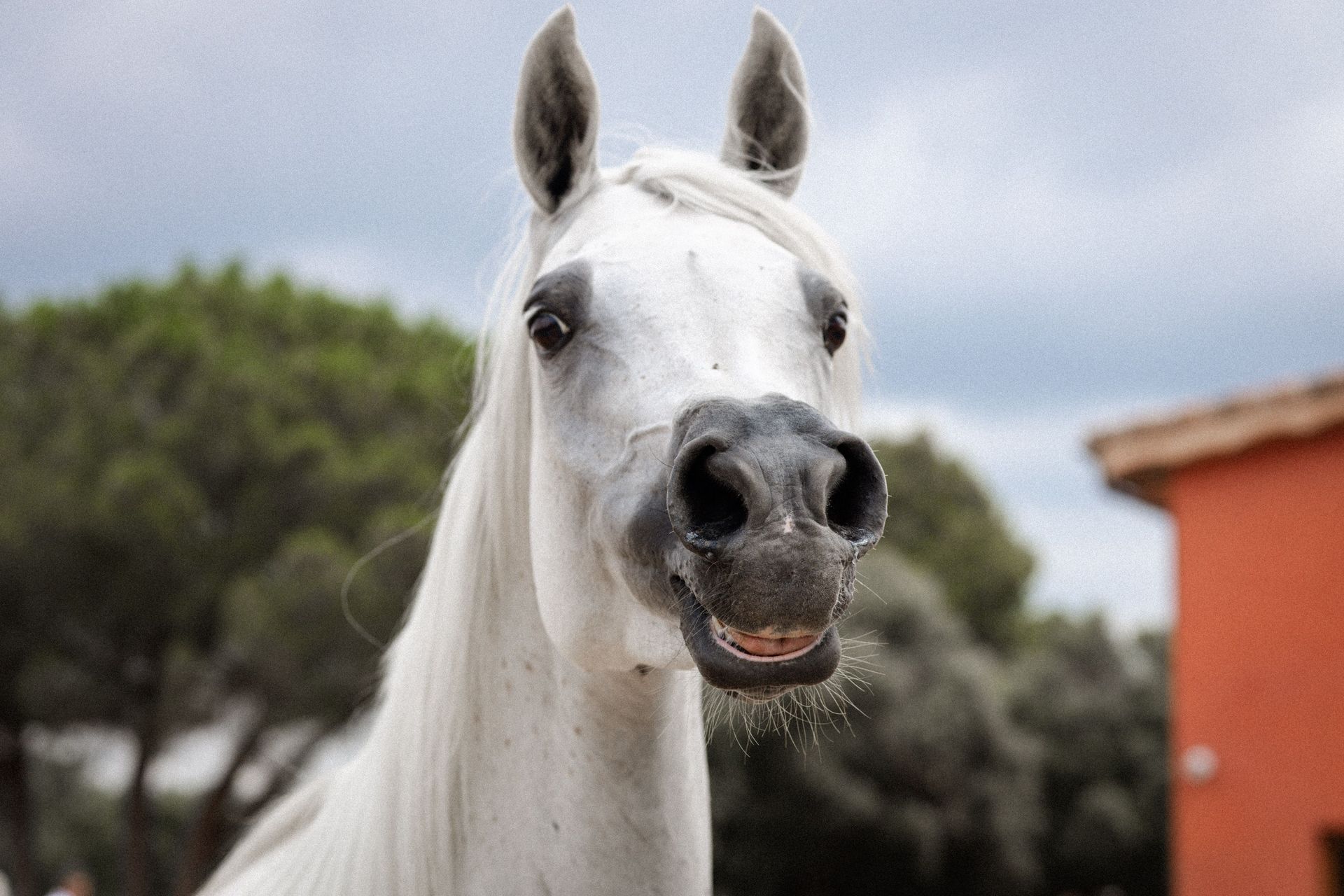 White horse with a dark muzzle standing outdoors near trees and an orange building, looking at the camera