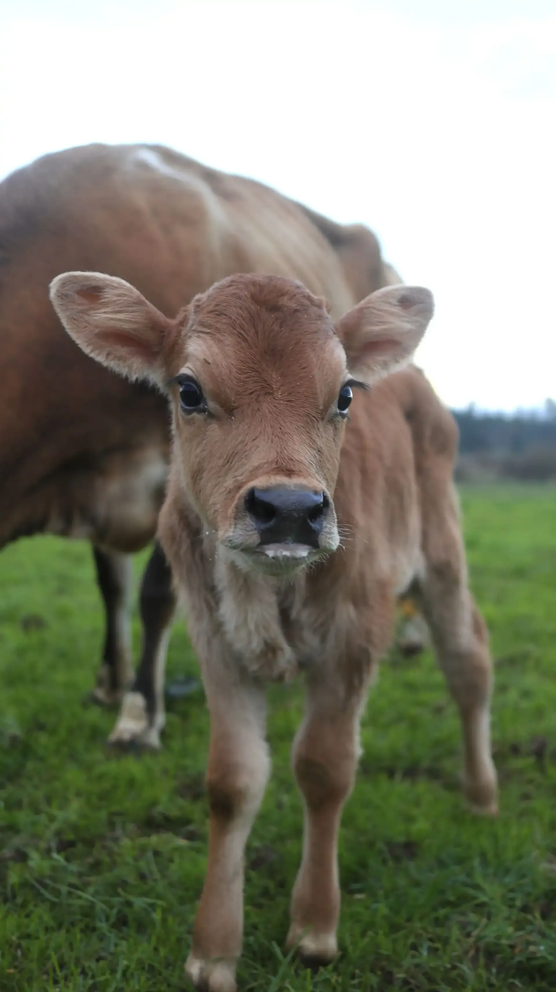 Brown calf standing in a grassy field, looking at the camera.