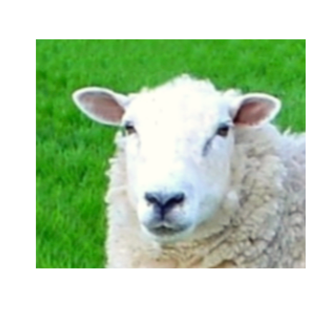 Meet Frank, founder of Antiquus Strings