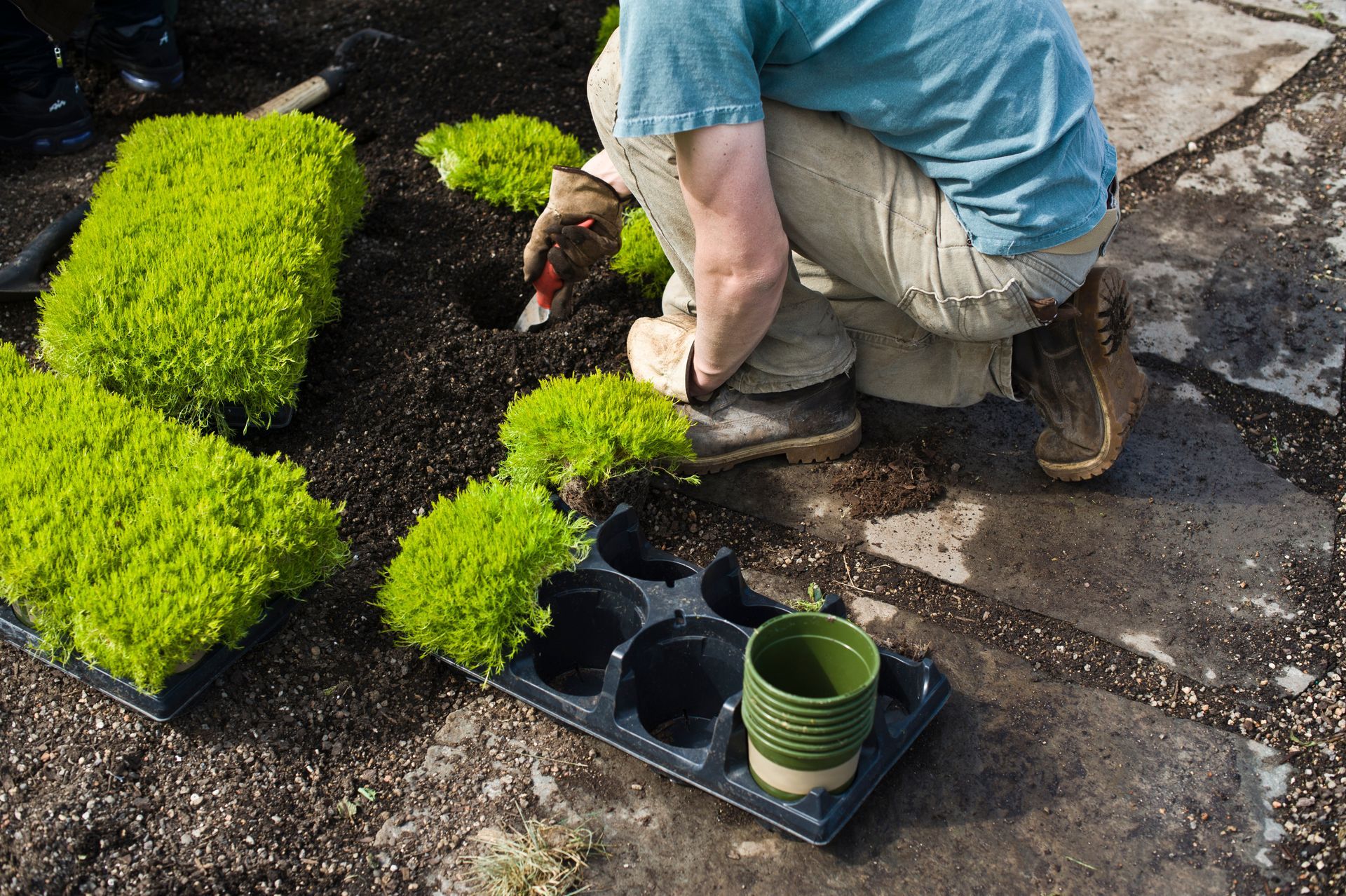 Professional residential landscaper installing plants and enhancing residential landscape.