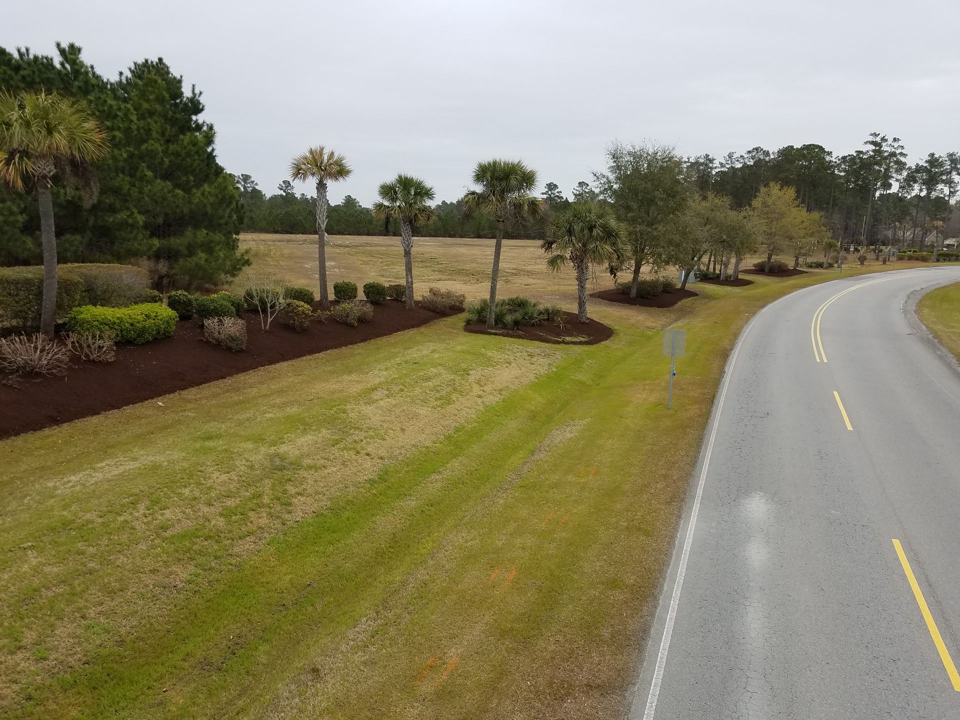 Road with palm trees, green lawn, and mulch beds under overcast sky.