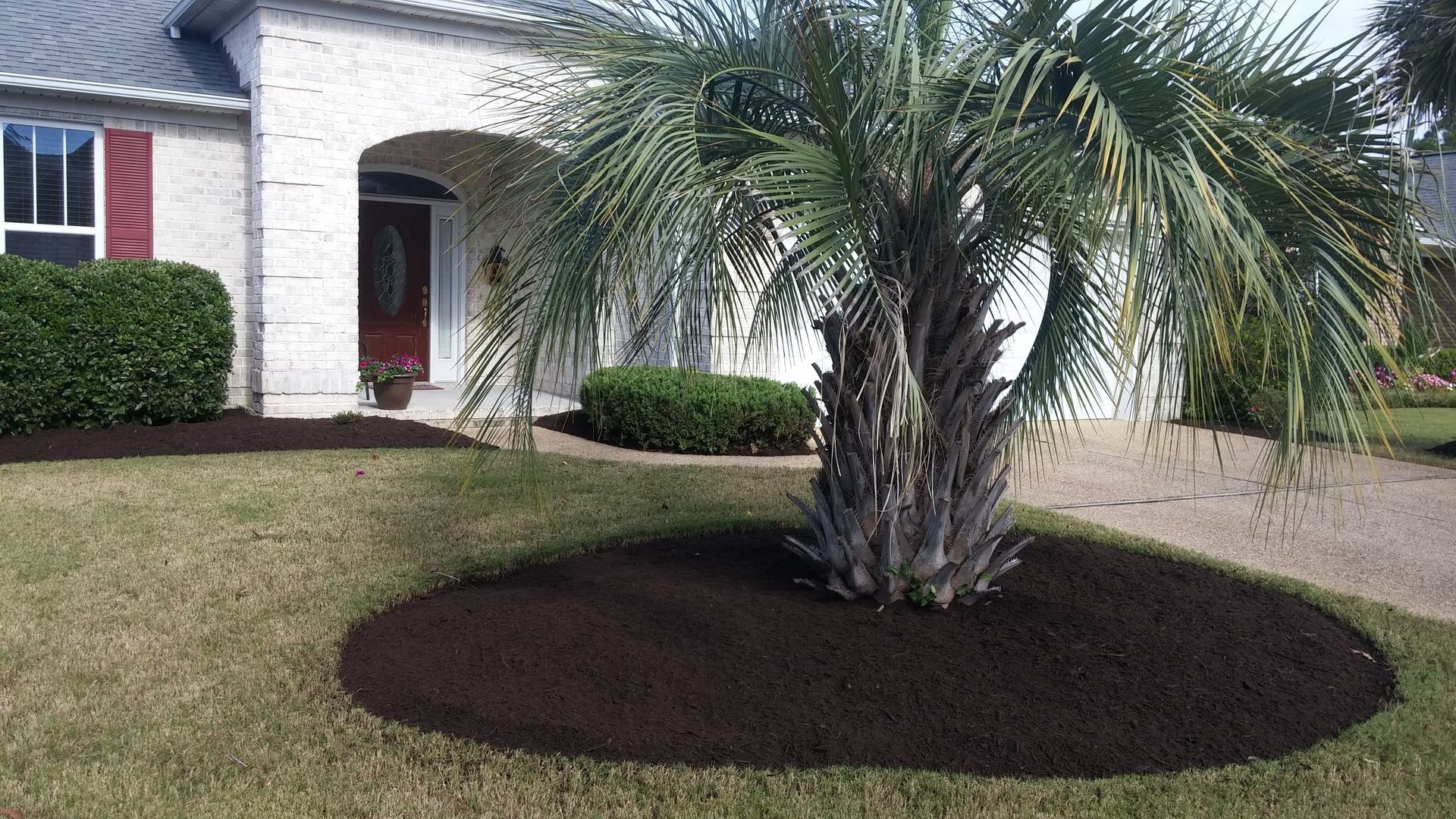 A front yard with a palm tree surrounded by dark mulch, in front of a brick house.