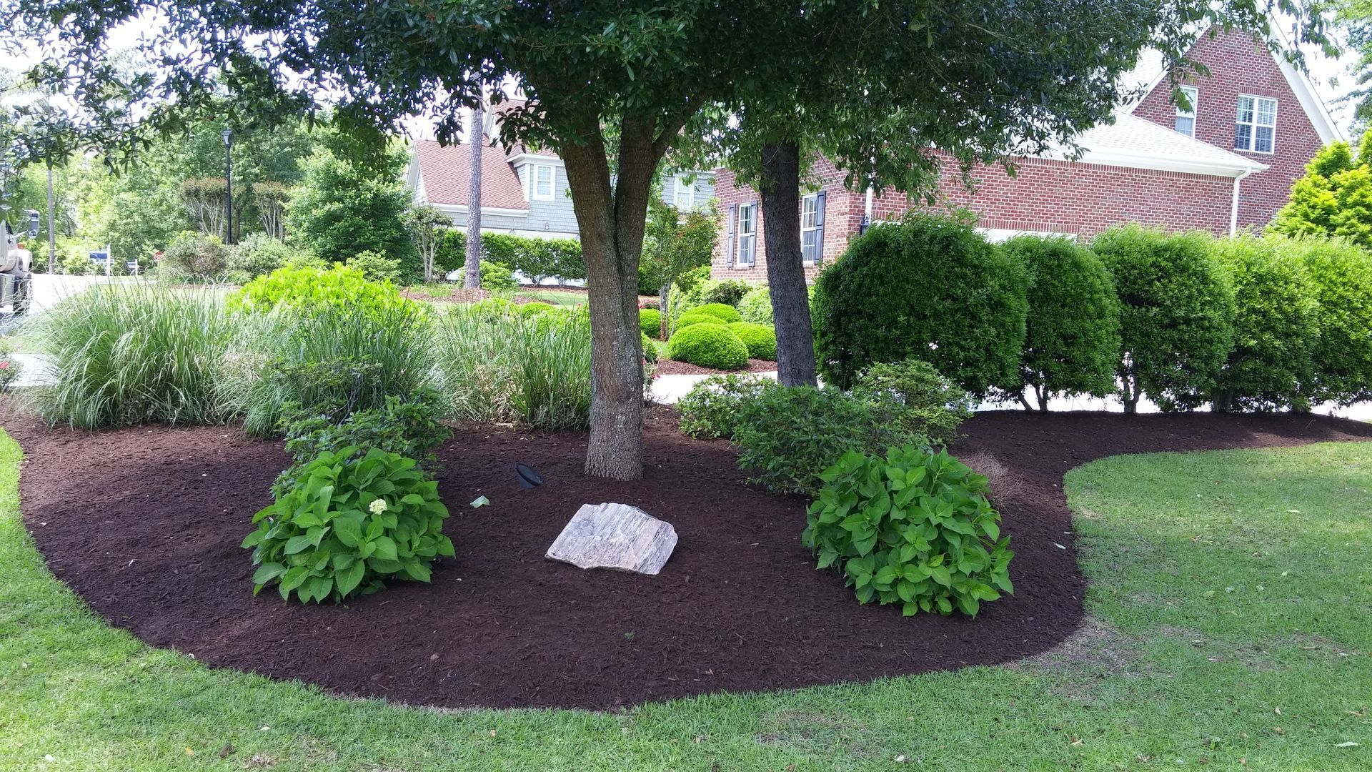 Tree with dark mulch bed surrounded by green shrubs and grass.