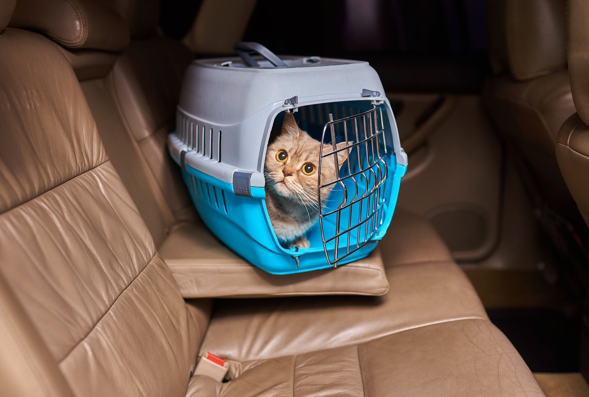 Empty road at sunrise, lined with trees, fields on either side.