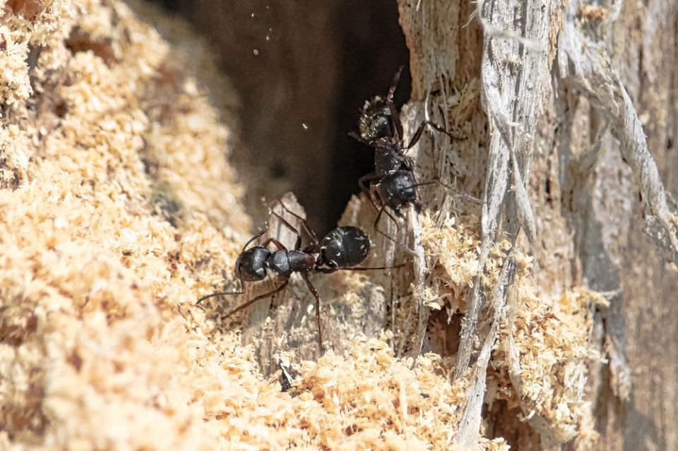 Termites