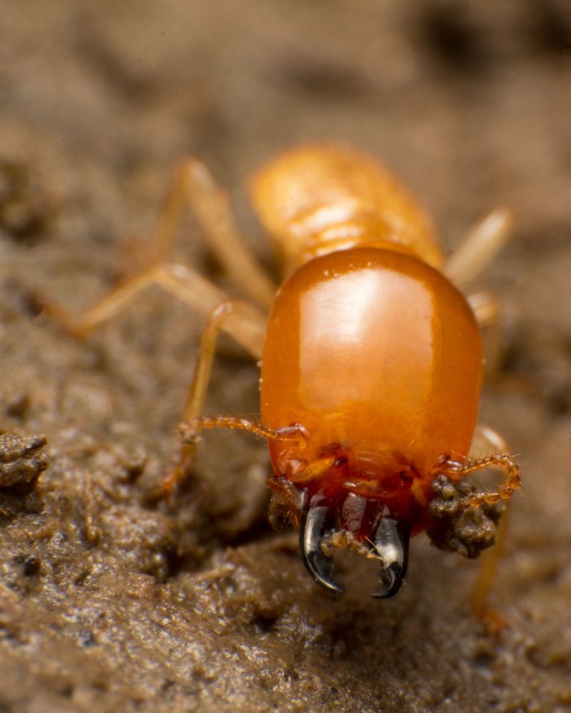 termite