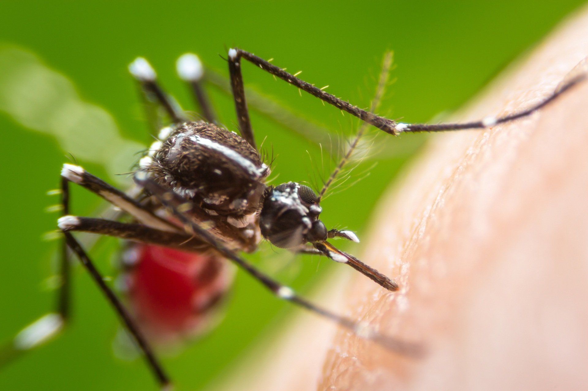 dangerous mosquitos