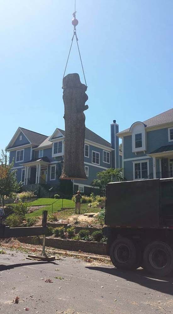 Tree being lifted by a crane on a suburban street in front of blue townhouses.