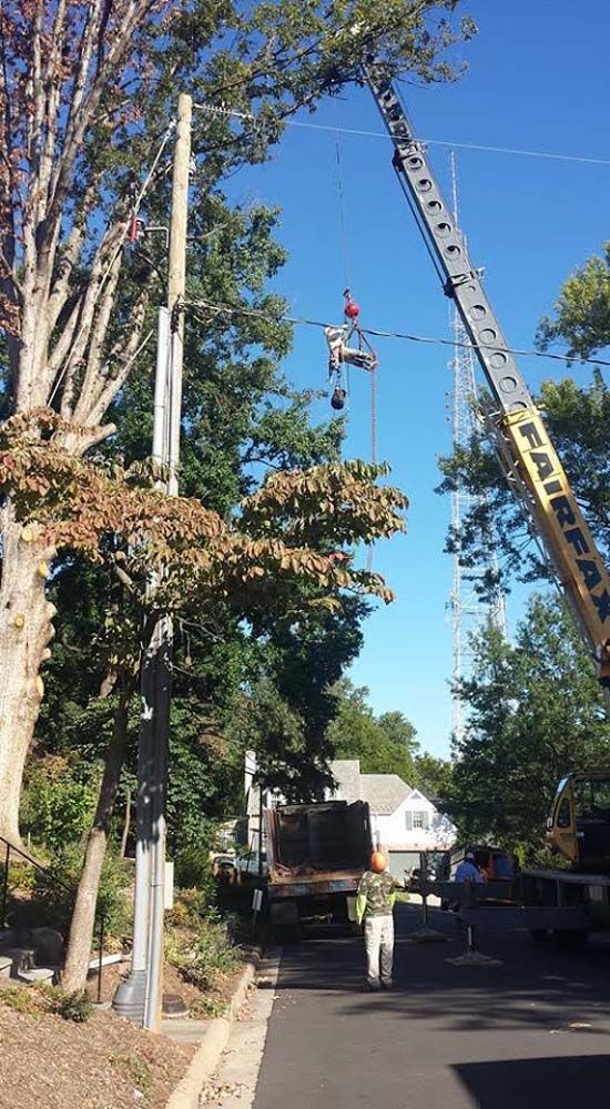 Workers on trucks trim tree limbs with long poles along a leafy street under a clear blue sky.