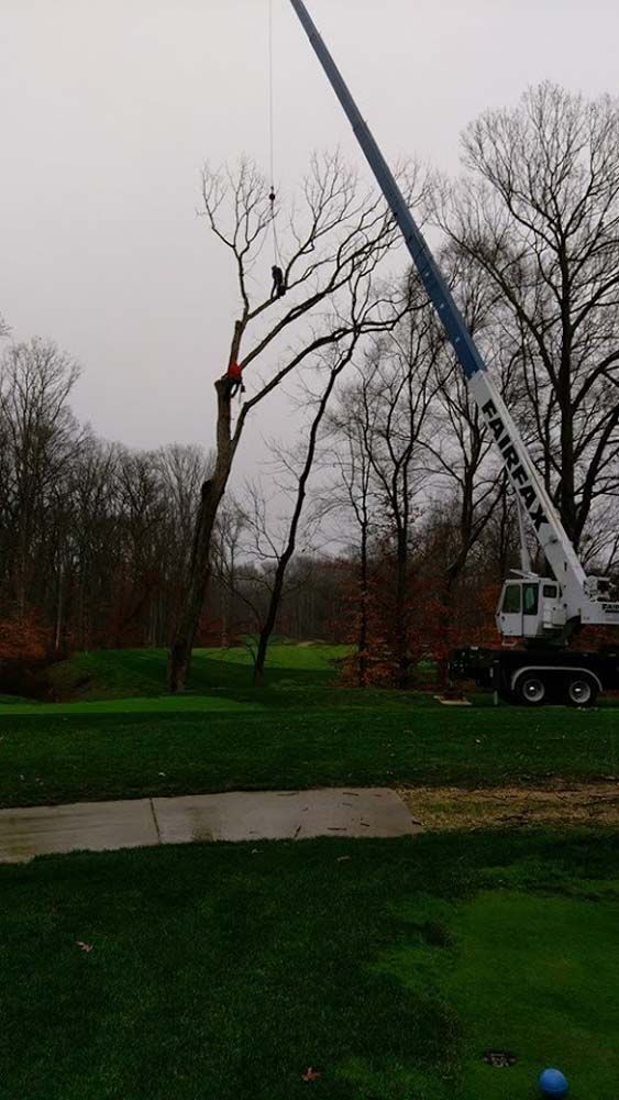 Crane lifting a tree trunk beside a grassy park on an overcast day