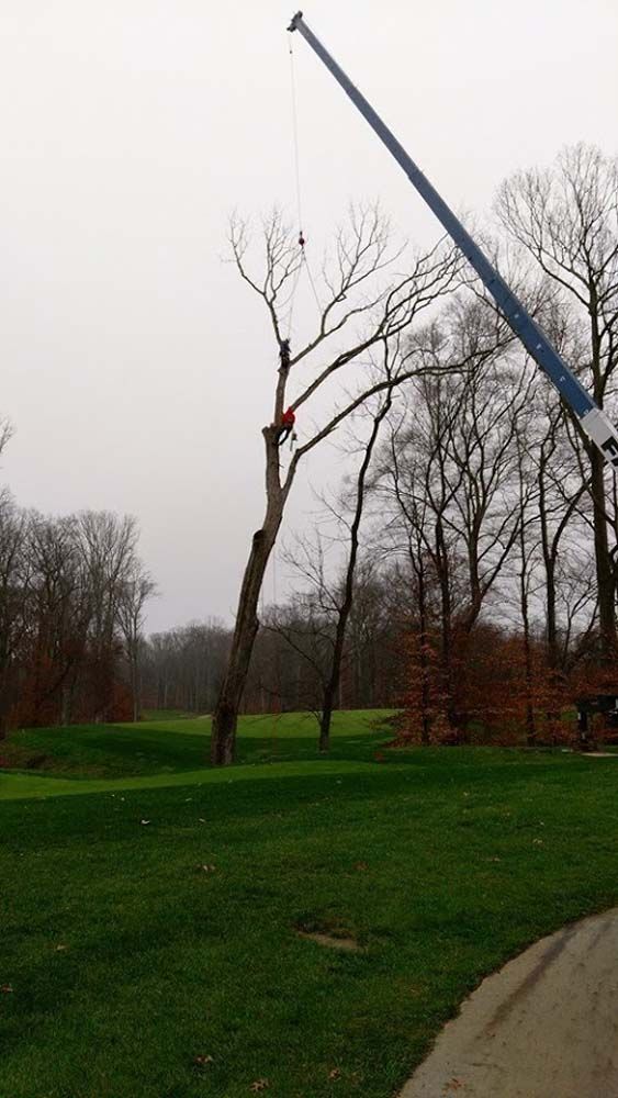 Tree trimming crew removing branches from a tall bare tree in a grassy park on a cloudy day