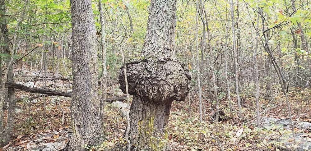 Forest scene with a tree trunk covered in a large knobby burl among leaf-covered woods