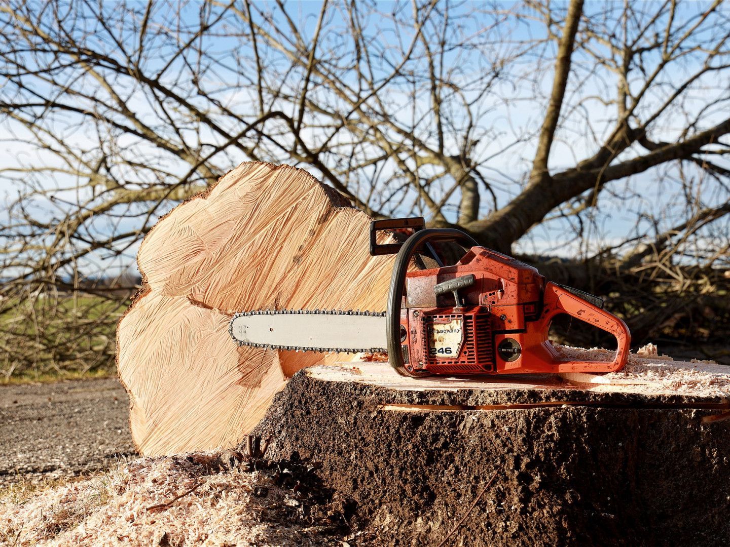 Chainsaw cutting through a tree trunk outdoors, with wood chips flying.