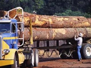 Large logs stacked on a flatbed truck, with a worker securing them by the roadside.