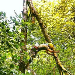 Person in a yellow helmet rappelling down a large tree in a lush forest