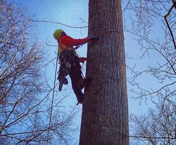Rock climber in a red jacket and yellow helmet ascending a tree in a leafless forest