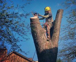 Arborist in yellow helmet using a chainsaw while standing in a tree stump against a blue sky