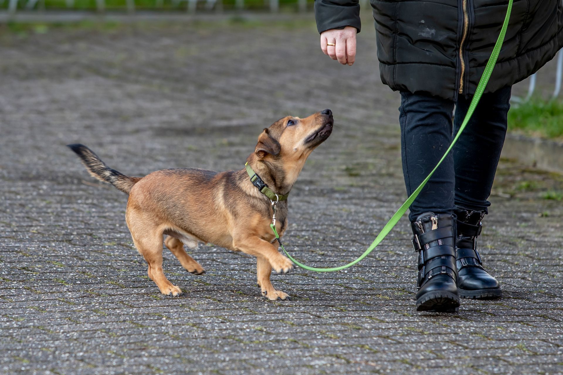 Een klein bruin hondje aan een groene riem kijkt omhoog naar een persoon met zwarte laarzen op een pad.
