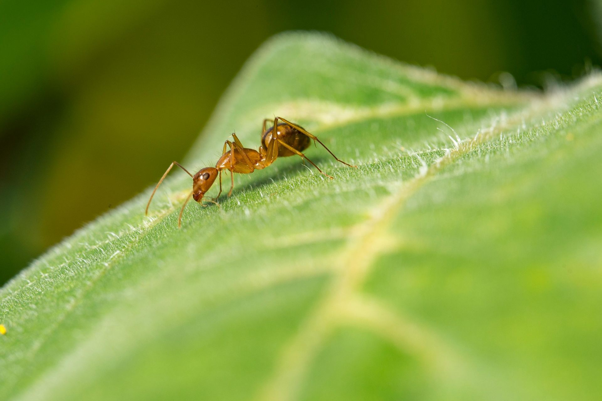 Get pest control services in Atlanta, GA by Absolute Exterminating Services