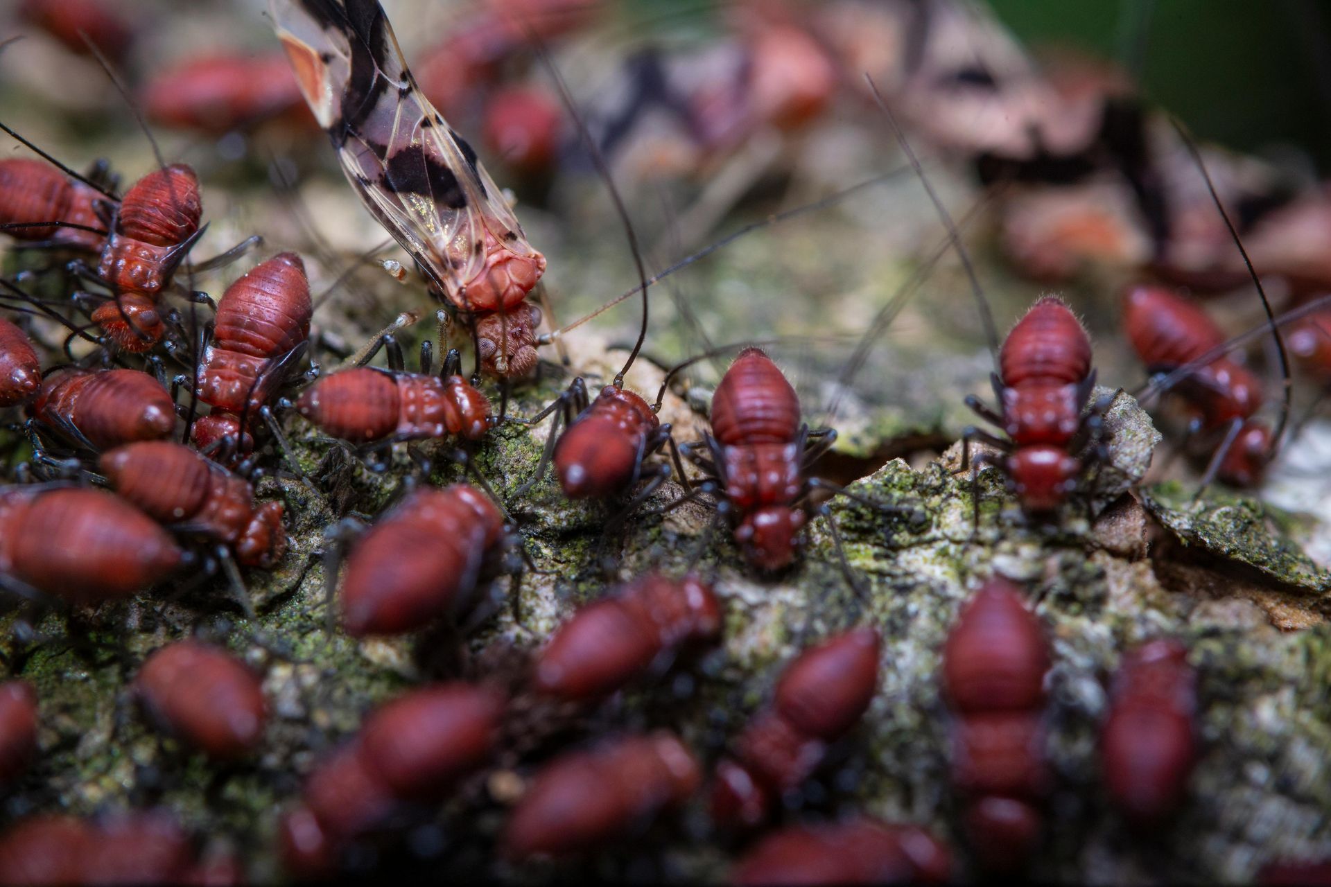 Get pest control services in Atlanta, GA by Absolute Exterminating Services