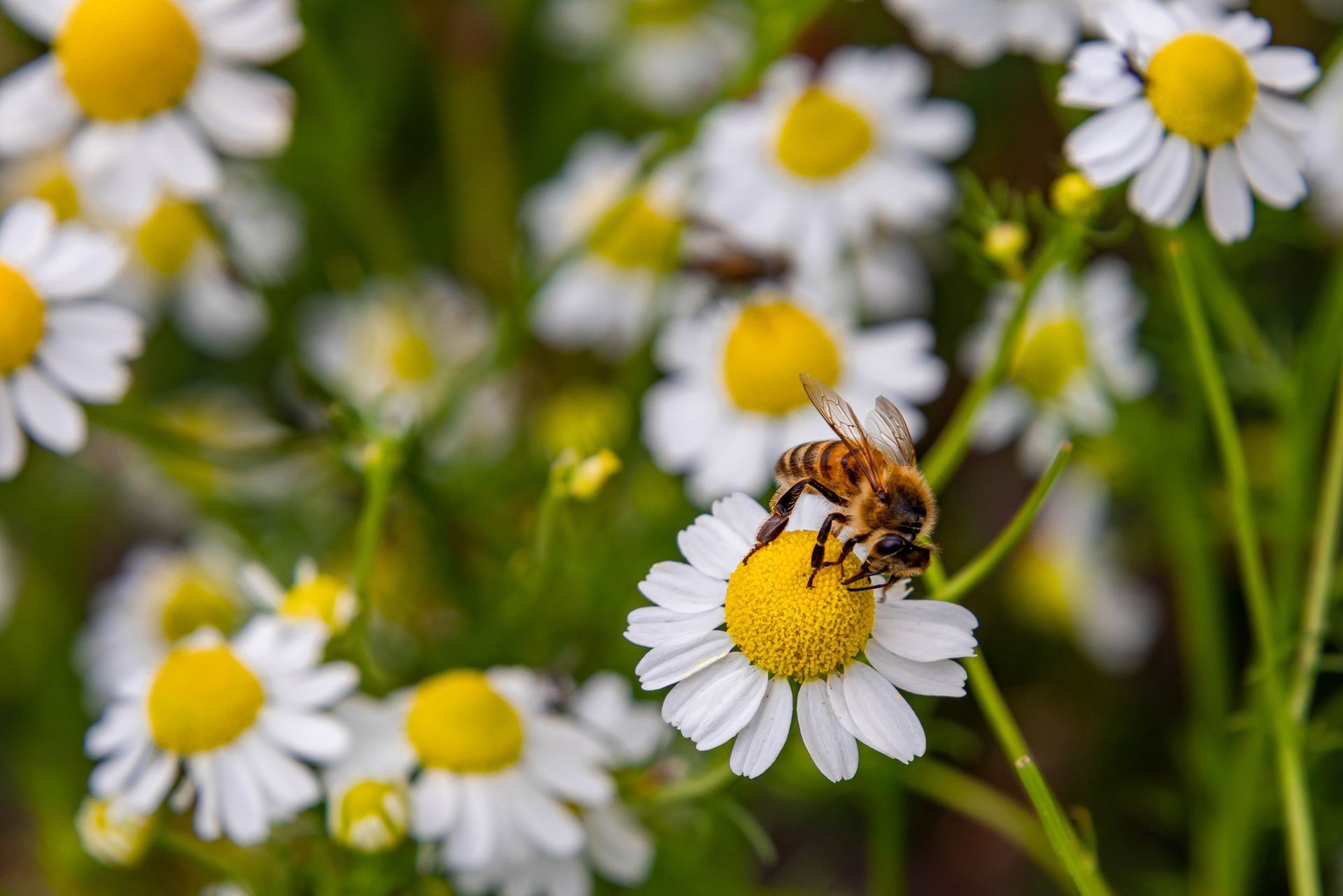 Bee pollinating a white daisy with a yellow center in a field of daisies.