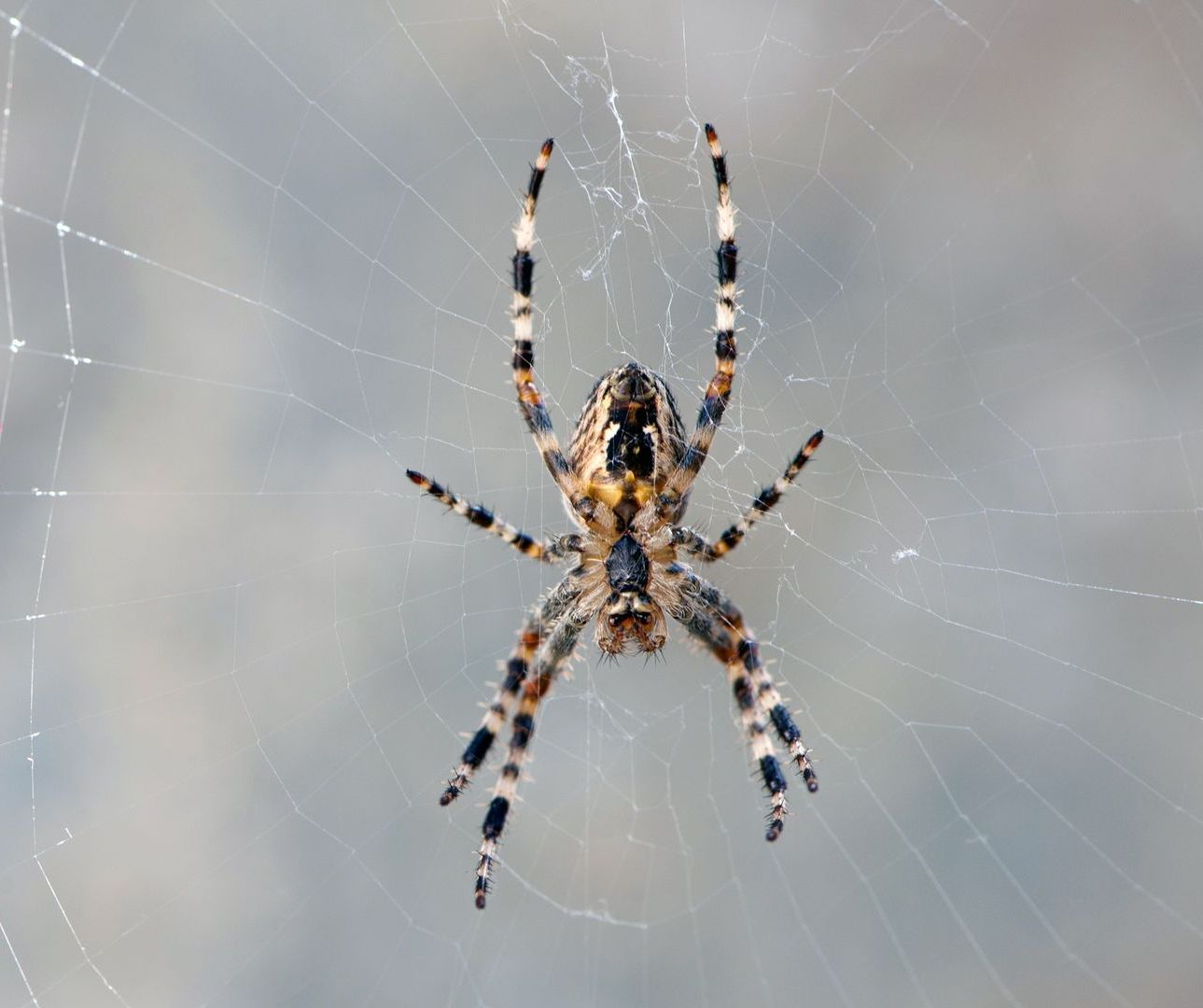 Get pest control services in Atlanta, GA by Absolute Exterminating Services