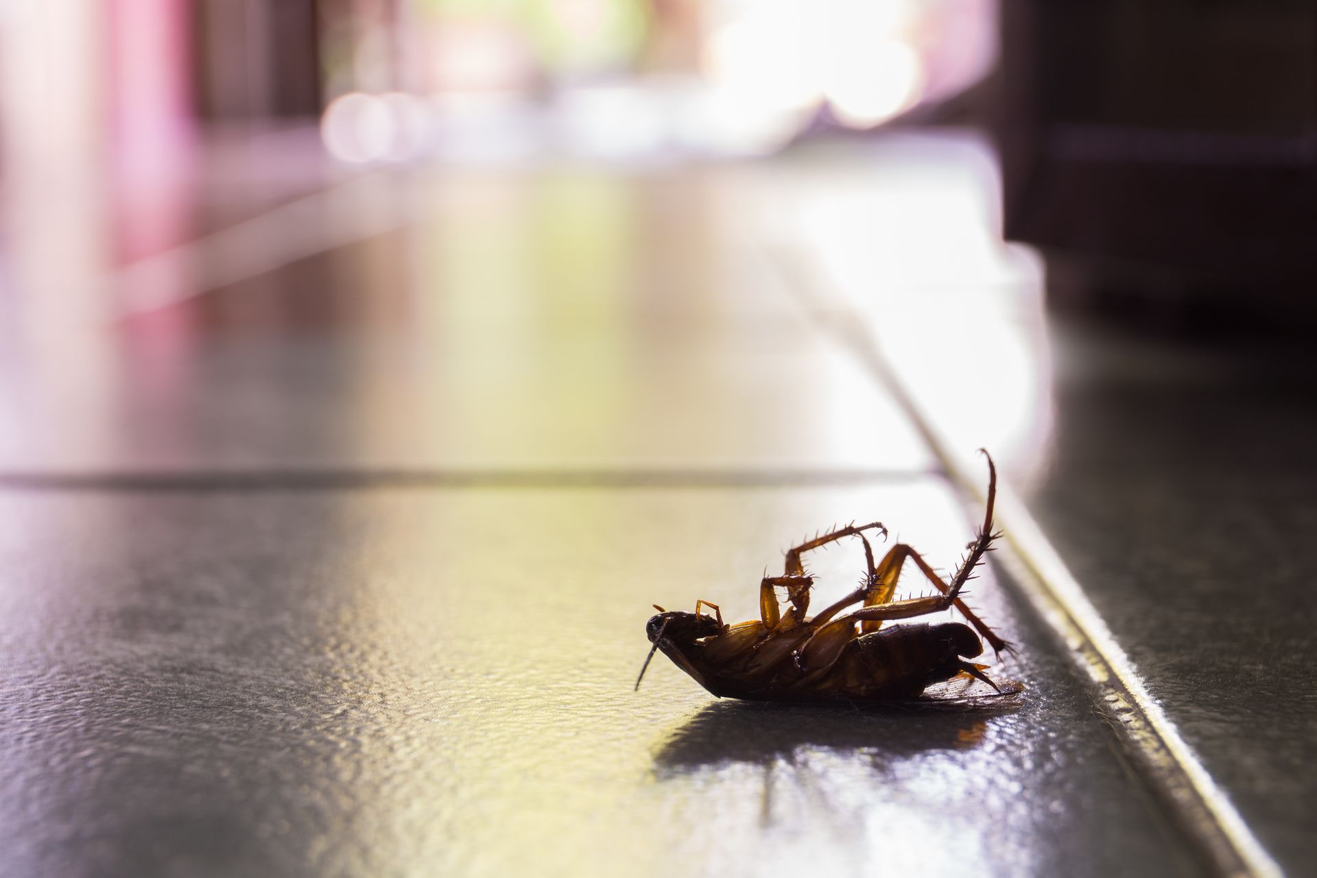 Dead cockroach lying upside down on a glossy tiled floor.