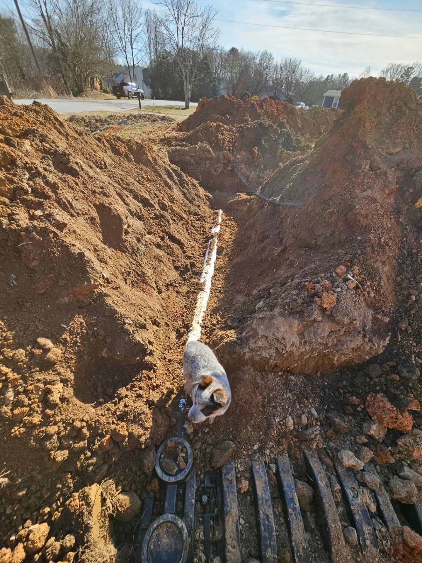 Dog standing in a narrow muddy trench beside a large dirt excavation